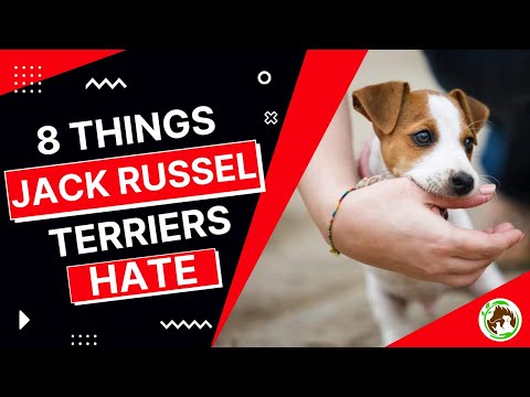 Video: Deze ziekte beïnvloedt 80% van Jack Russells. Lijkt je pup stil?