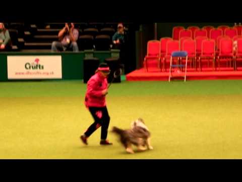 Heather Smith and Maddie at Crufts 2011 Heelwork to Music International Freestyle (Pink Panther)