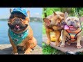 ❤️ Cute and Funny French Bulldog Doing Funny Things # 2 | 2019 | Cute Pets ❤️