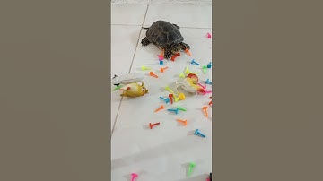 satisfying asmr taco turtle 🐢  #asmr #animals #satisfying #oddlysatisfying #loop