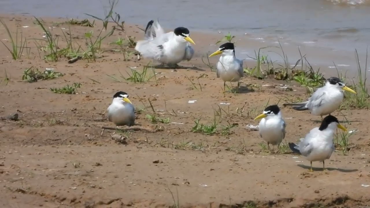 Gaviotín chico común (Sternula superciliaris): "Reunión en la playa".