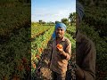इस तरह से करें टमाटर की खेती | ज्यादा पैदावार होगी टमाटर की #Shortsviral  #Tamatar #kheti