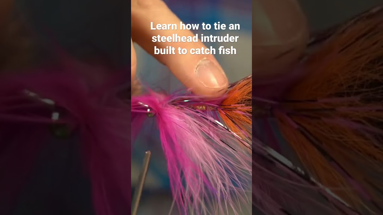Tying an intruder fly for 