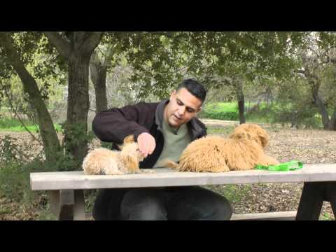 וִידֵאוֹ: כלב גרייהאונד גזע היפואלרגני, אורך חיים