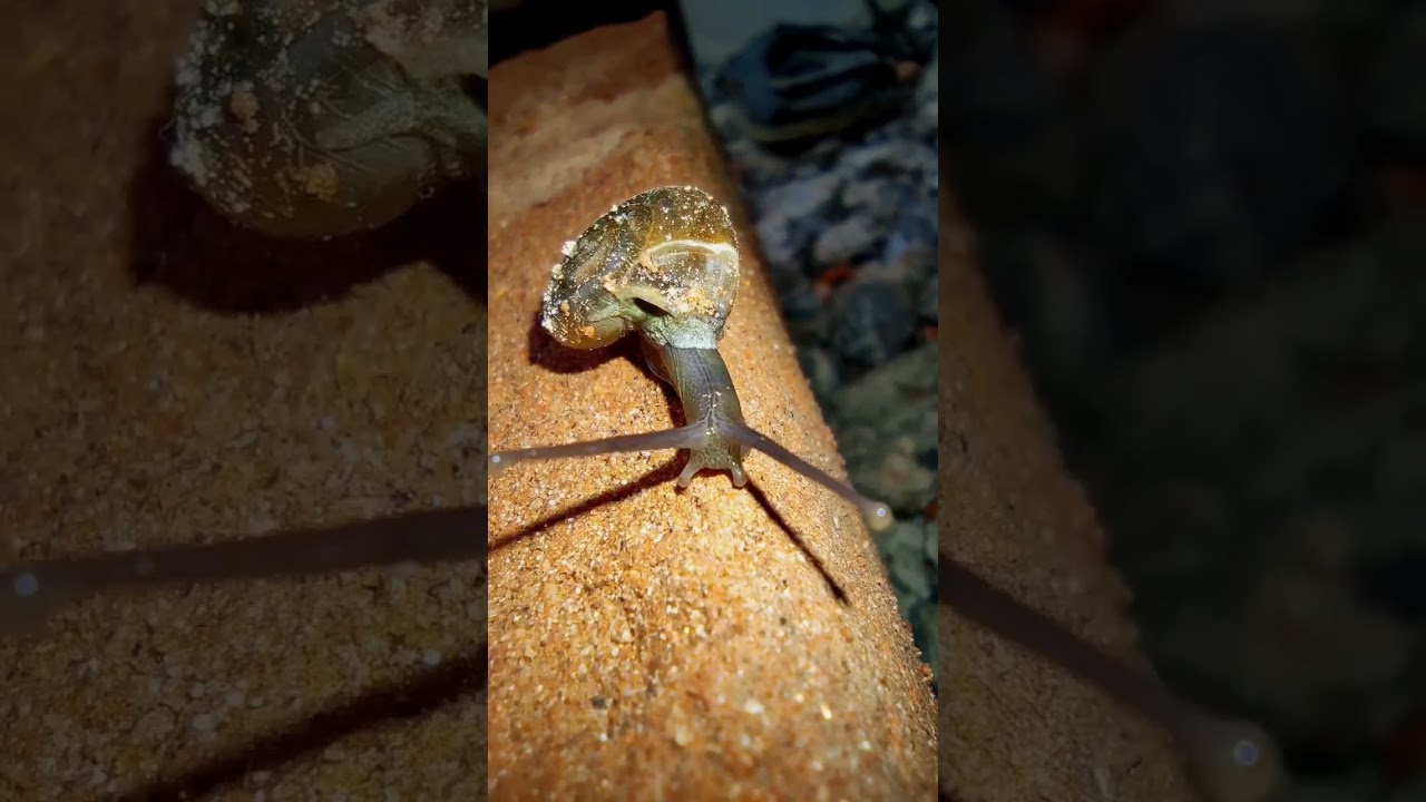 snail status video 🐌🐌