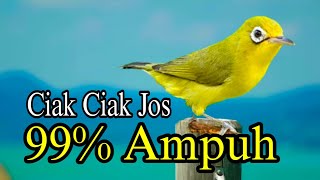 Download lagu CIAK CIAK JOS KECIAL KUNING 99% AMPUH BIKIN GACOR