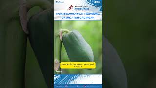 Ragam Ramuan Obat Tradisional untuk Mengatasi Cacingan, Tanpa Bahan Kimia dan Aman untuk Anak