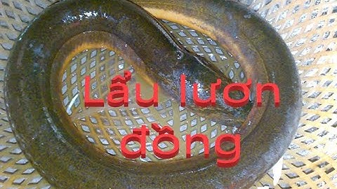 Lẩu lươn đồng- eel hot pot