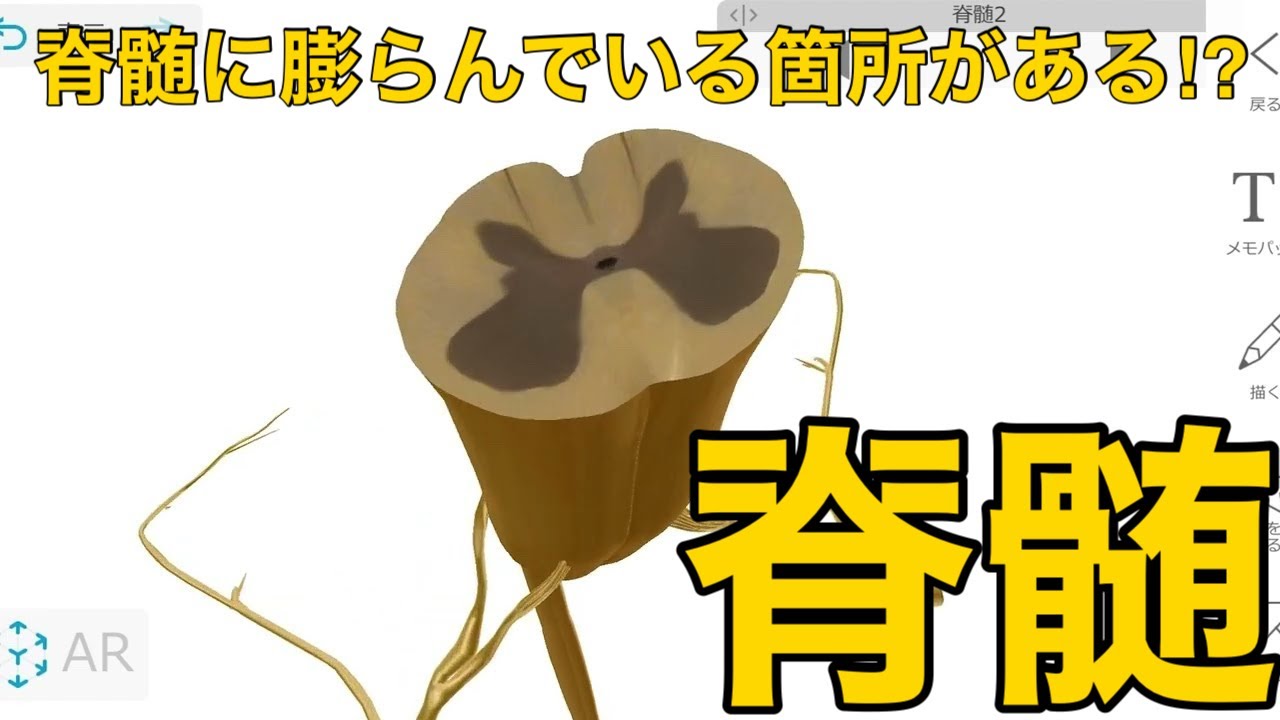 【脊髄】脊髄に膨らんでいる箇所がある⁉︎ （解剖学）
