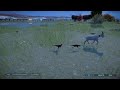 Jurassic World Evolution 2 Moros intrepidus failed