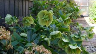 Spring Cottage Garden tour Fenland England May 2026