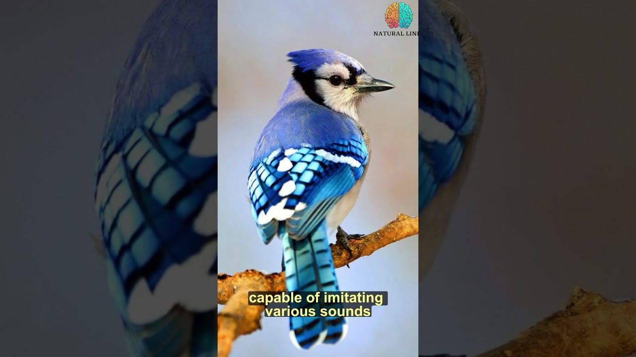 Blue Jay: known for their striking blue coloration, distinctive crests