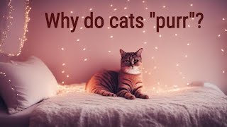 Cat Purring: The Mysteries Behind Your Feline's Tone and What it Could Mean! by Pretty Purrfect Cat Facts 256 views 11 months ago 5 minutes, 55 seconds