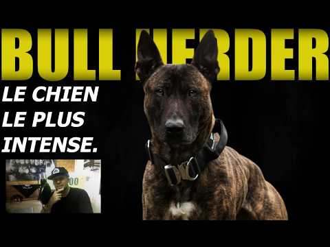 MAXIMUM INTENSITY! THE BULL HERDER, EXTREME GUARD DOG.