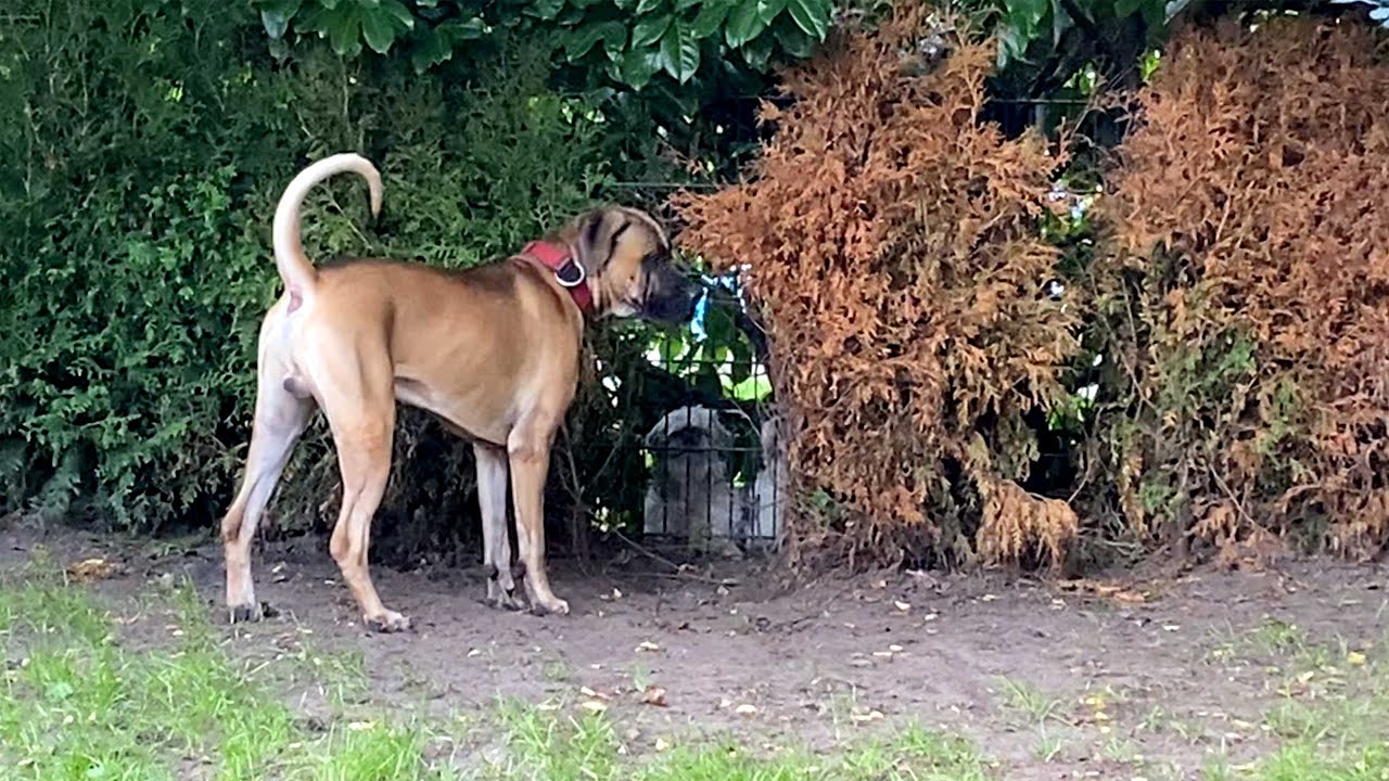 Wir habe Sam das Bellen am Zaun abgewöhnt | Cane Corso | vlog 133