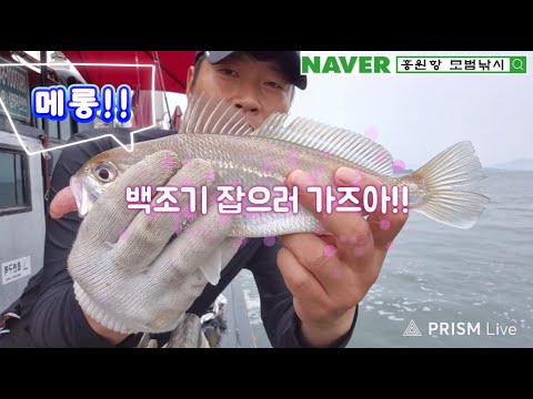 백조기낚시?? '100조기낚시!!!! ' (feat:백조기, 모범낚시) - YouTube