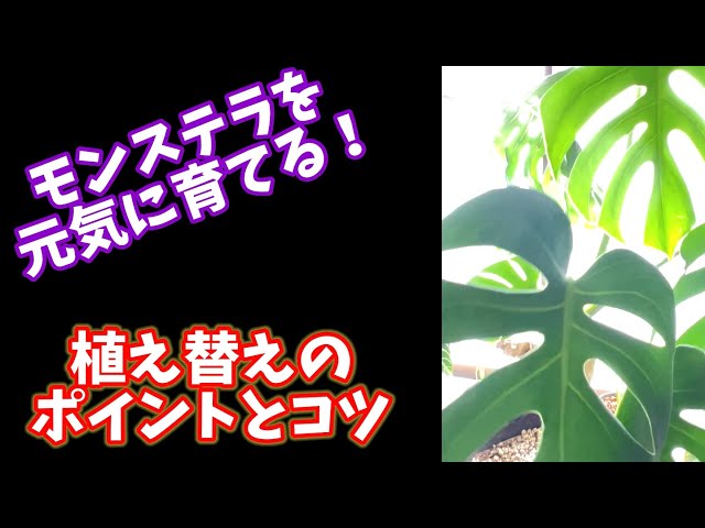 Vertical Video] Tips and Tricks for Repotting Monstera