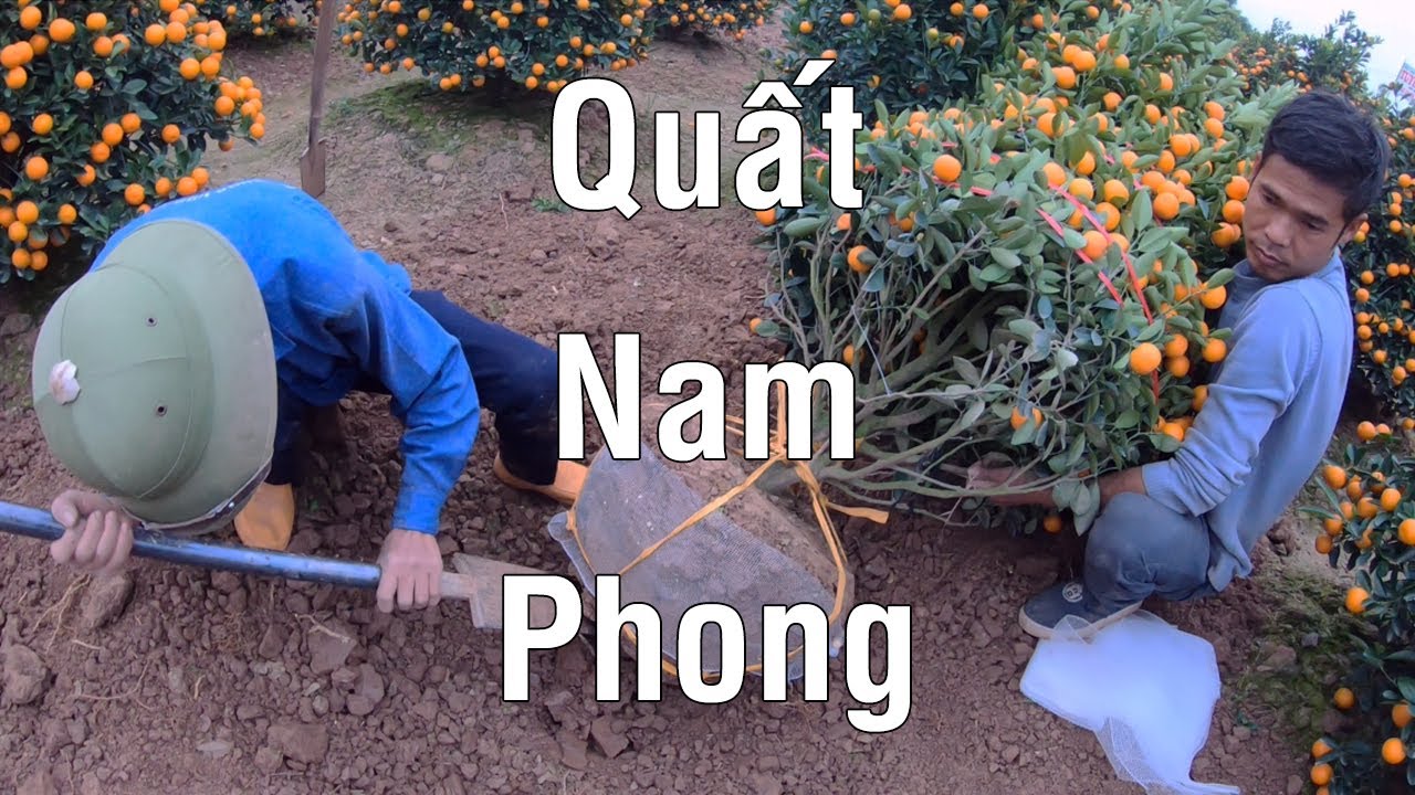 Mua quất chơi Tết ở vườn quất Nam Phong Nam Định - YouTube