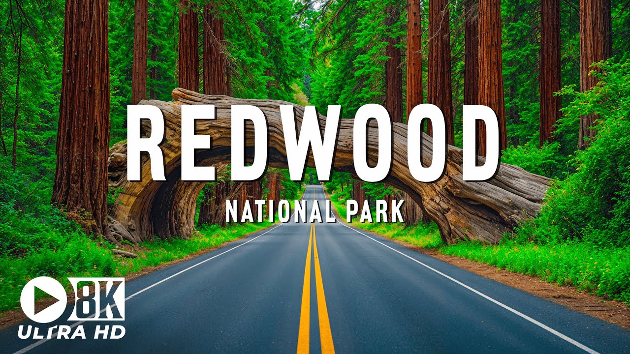 Redwood, California 8K UHD – Lost In The Trails Between The Giant Trees