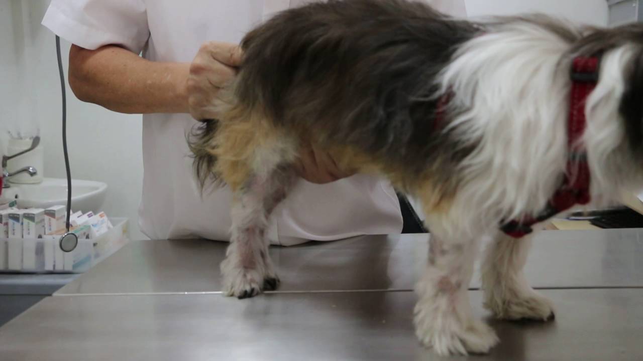 A 9yearold shih tzu passed blood at the end of urination YouTube