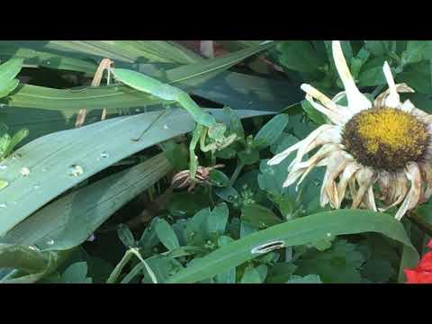 Spider Gets Face Eaten By Praying Mantis