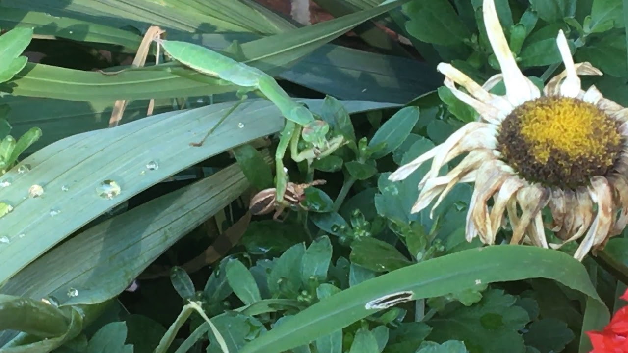 camera iphone 8 plus apk Spider Gets Face Eaten By Praying Mantis