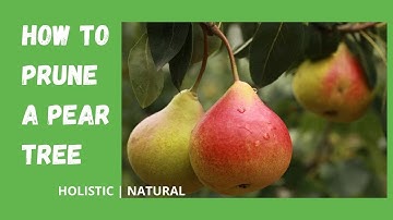 🍐 ✂️ Pruning & Propagating Pear Trees