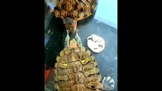 Turtle slaps on the face of another turtle #shorts #animals