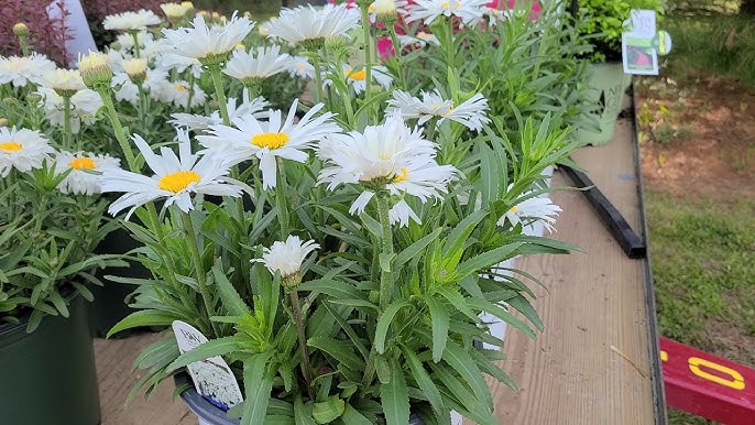 Leucanthemum AMAZING DAISIES® 'Spun Silk' - Garden Crossings