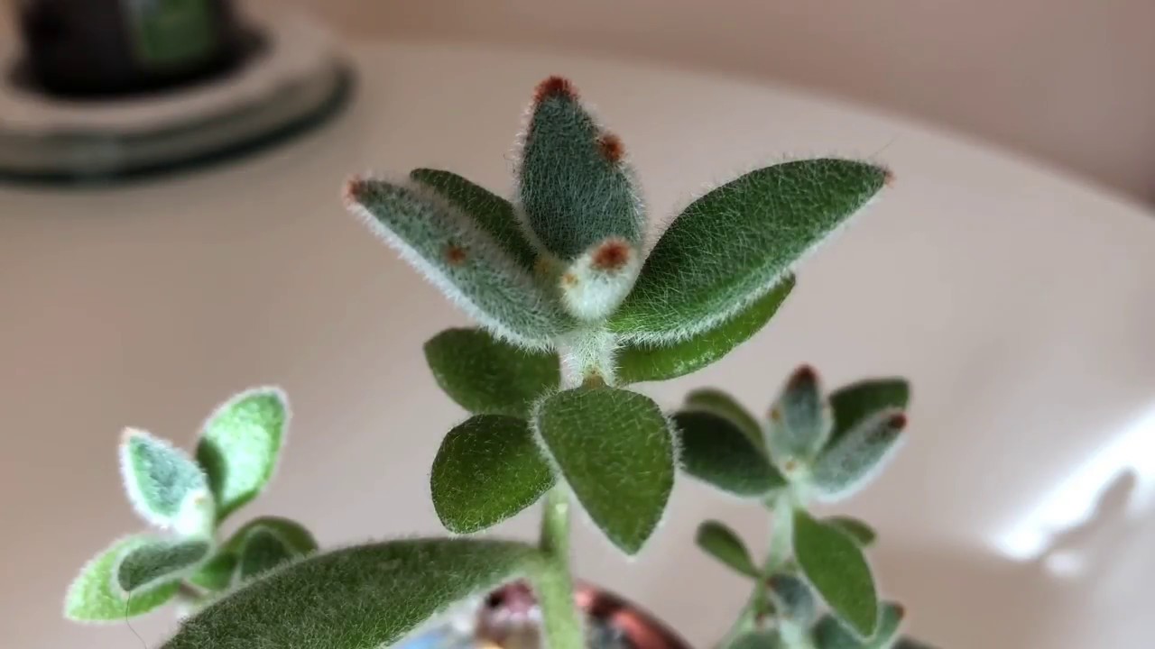 Kalanchoe Tometosa Panda Plant