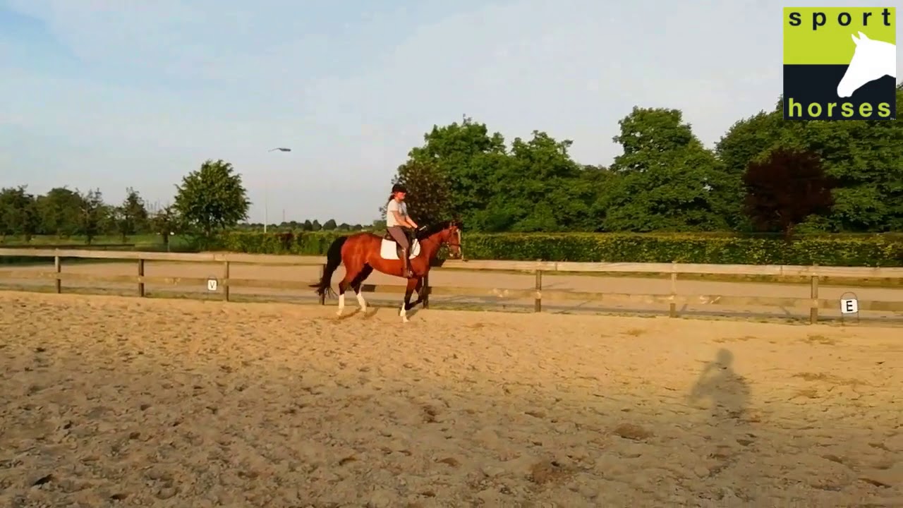 KWPN | Krack c | Purioso