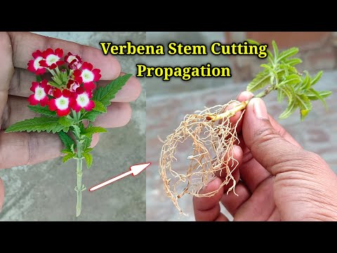 वीडियो: Verbena के लिए प्रचार के तरीके: Verbena पौधों के प्रचार पर युक्तियाँ