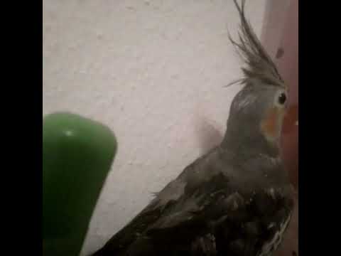 Im just watering my bird#bird#water