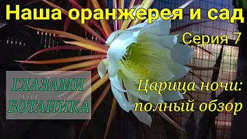 Наша оранжерея и сад — Серия 7 — Царица ночи (Селеницереус): полный обзор