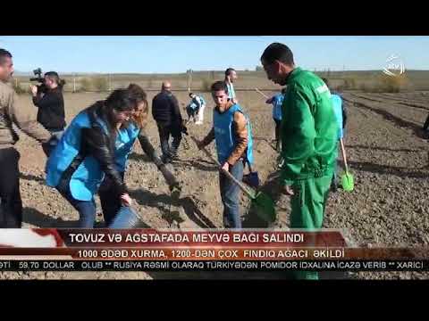 IDEA İctimai Birliyinin təşəbbüsü ilə Ağstafada  xurma bağı salındı  ATV 27 10 17