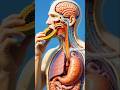 The Amazing Journey of Papaya Inside Your Body #shorts #anatomy #papaya #sciencefacts #viral