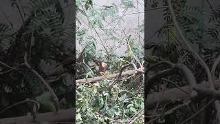 #song#birds #like#animals #tranding#animalshorts #video #shortvideo#viralshort#lovesong#please#like#