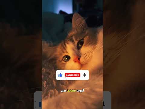 الماء الأزرق      