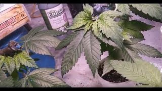 Vicious Gam3x 2019 Grow Tent Update And Getting Ready For Harvest featuring TNB Naturals CO2 #tnbco2