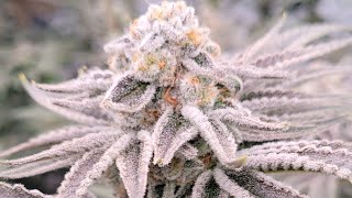 Day 58 pheno hunt 4x8 Organic no till living soil bed