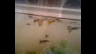 Lepistes Üretim ,Lepistes Akvaryumu,Beslenme,Doğum,Anı,Green Moscow,Lepistes Çiftleşmesi,