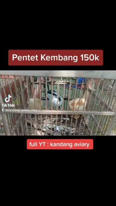 HARGA BURUNG AMBYAR ❗ CENDET KEMBANG / PENTET KEMBANG, MURAH GILA DI PASAR DEPOK SOLO