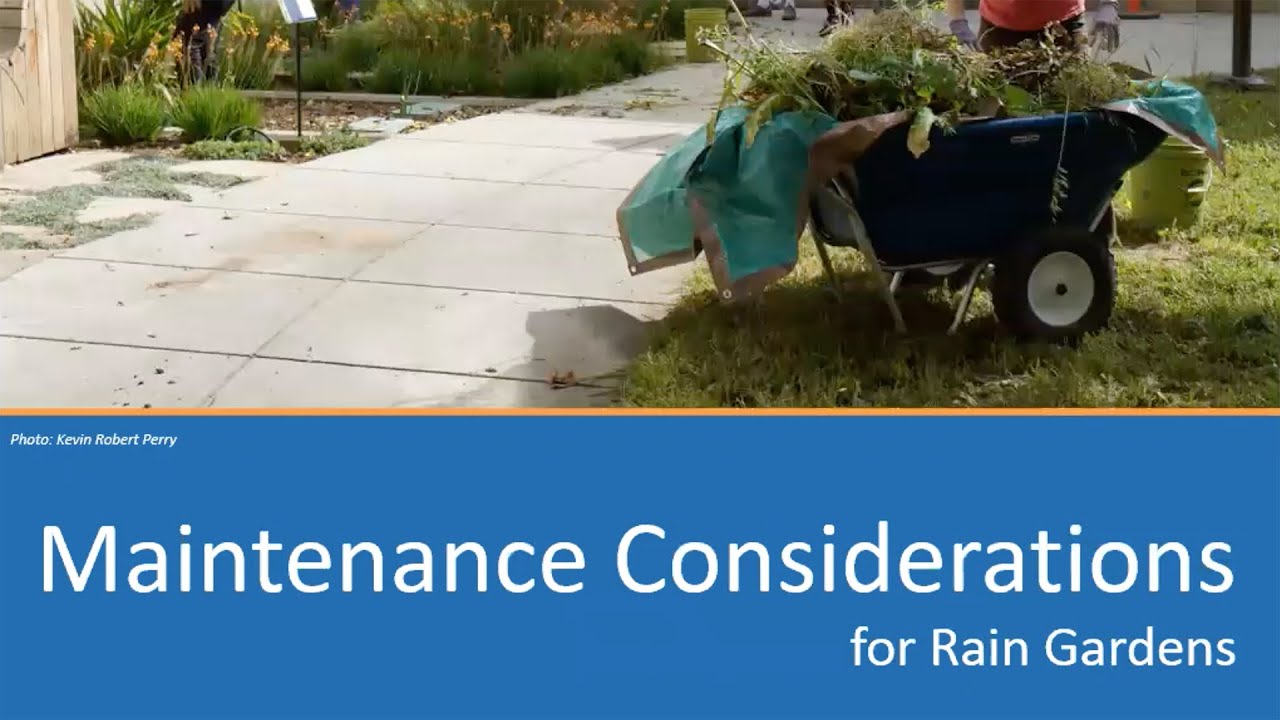 Rain Garden Maintenance YouTube