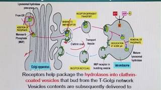 Topic 163 (BIO201 - Cell Biology)