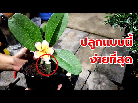 ปักชำต้นลีลาวดี แบบนี้ง่ายที่สุด รากตรึม!!