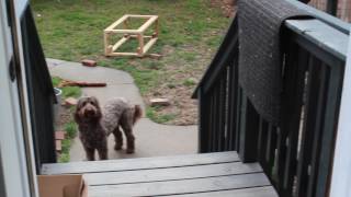 Mr. Darcy The Cavalier King Charles Spaniel Puppy Does Stairs For The First Time PART 2