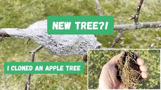 Famous I Tried Cloning Apple Trees From Branches (3-Month Results) Profile