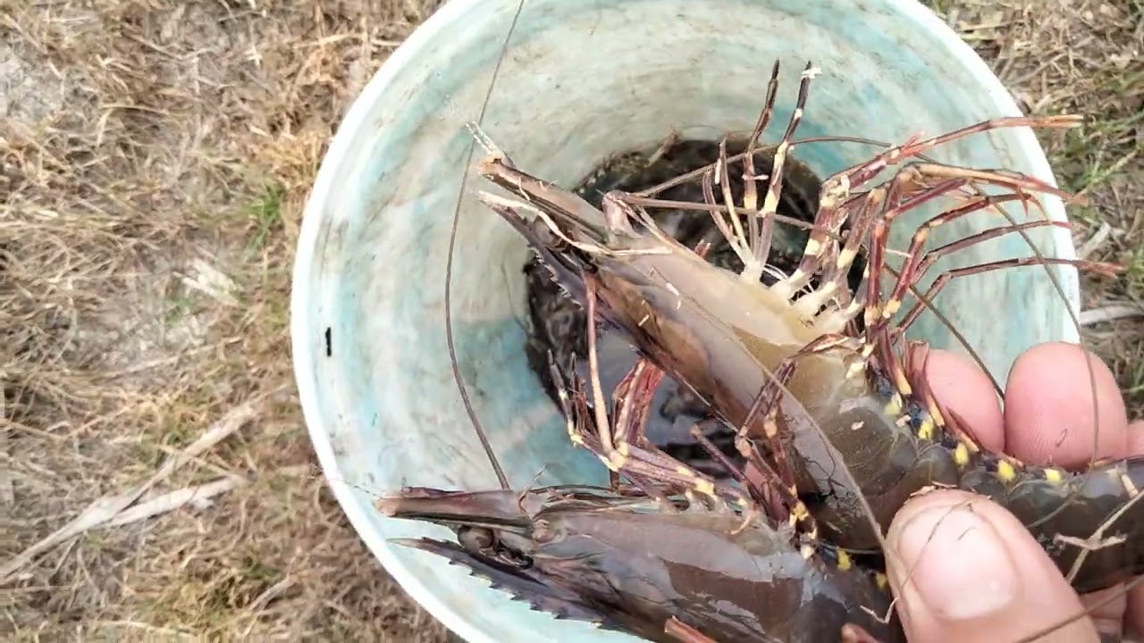 Tốc độ sinh trưởng của tôm giống chân đỏ NAM PHƯƠNG LH 0944242808