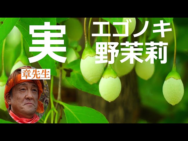 エゴノキの実 2025 野茉莉 - YouTube