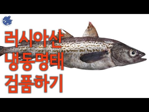 러시아산 냉동 명태 입고/검품 내용